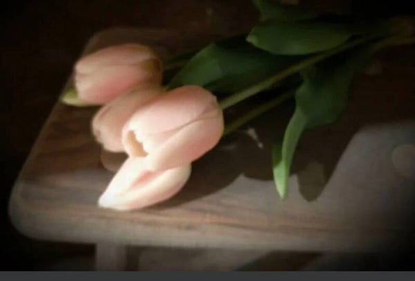 Tulp -Soft Pink - Twente