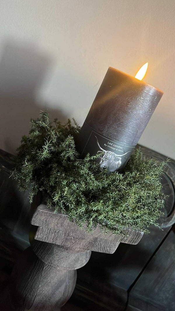 Wilde asparagus - behandeld - 20 cm