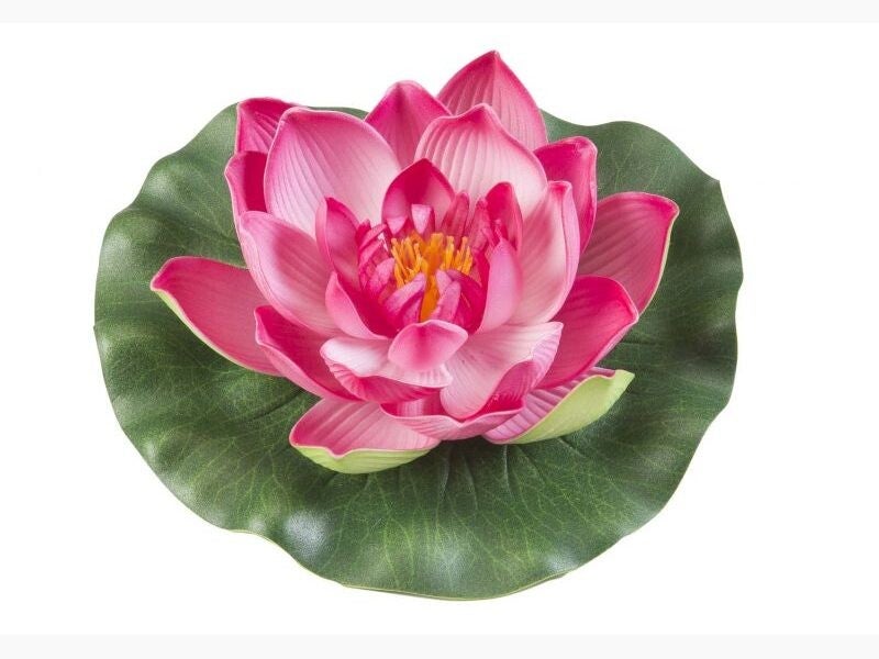 Lelie - Pond Foam - 17cm