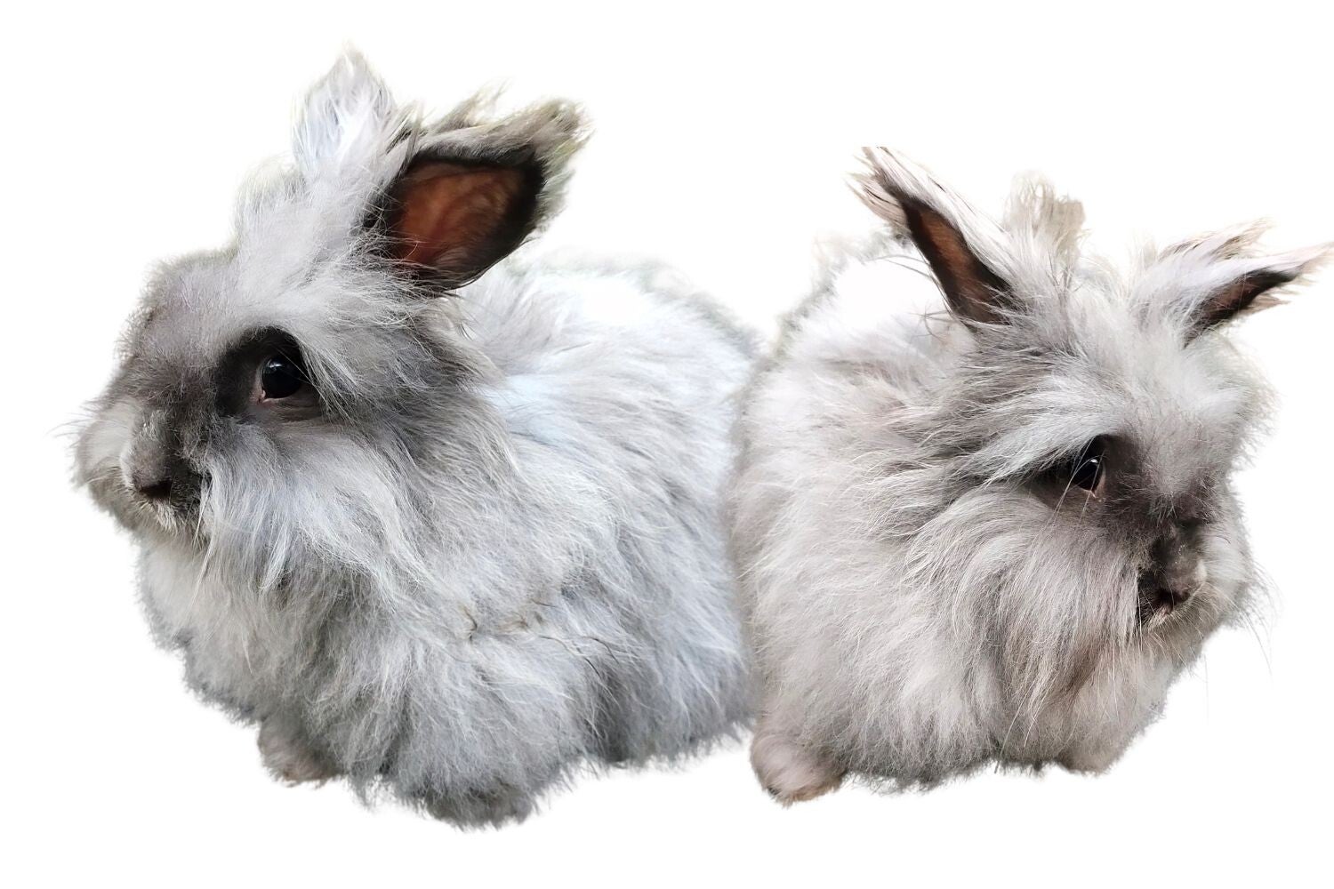 Angorawol oftwel wol van een angorakonijn of angorageit is niet erg diervriendelijk. De konijnen worden levend geplukt wat erg pijnlijk is. zit je angora trui nog lekker nu je dat weet? vegan wol is een betere optie. dierviendelijke wol.