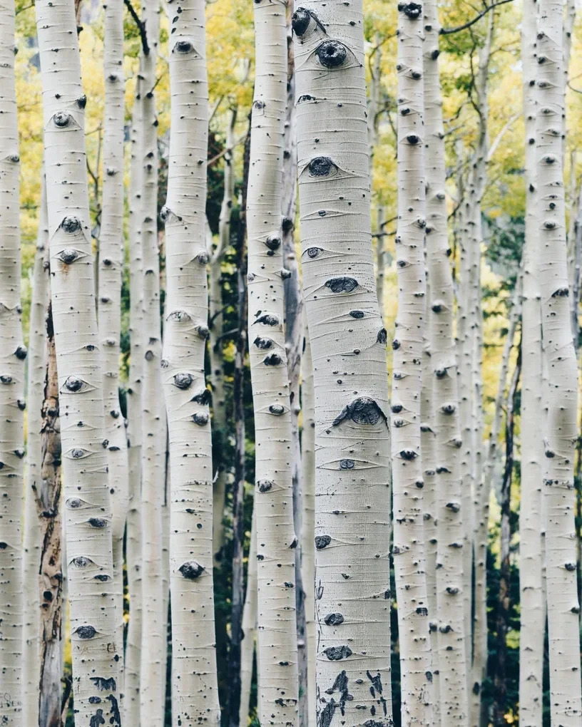 Wat is Eco Vero? Wat is viscose Lenzing EcoVero? ecovero kleding ecovero zweten lenzing ecovero krimpen lenzing ecovero lenzing ecovero broek krimpt ecovero ecovero jurk ecovero viscose krimpen. ecovero stof, ecovero wassen, eco vero lenzing, ecovero stof