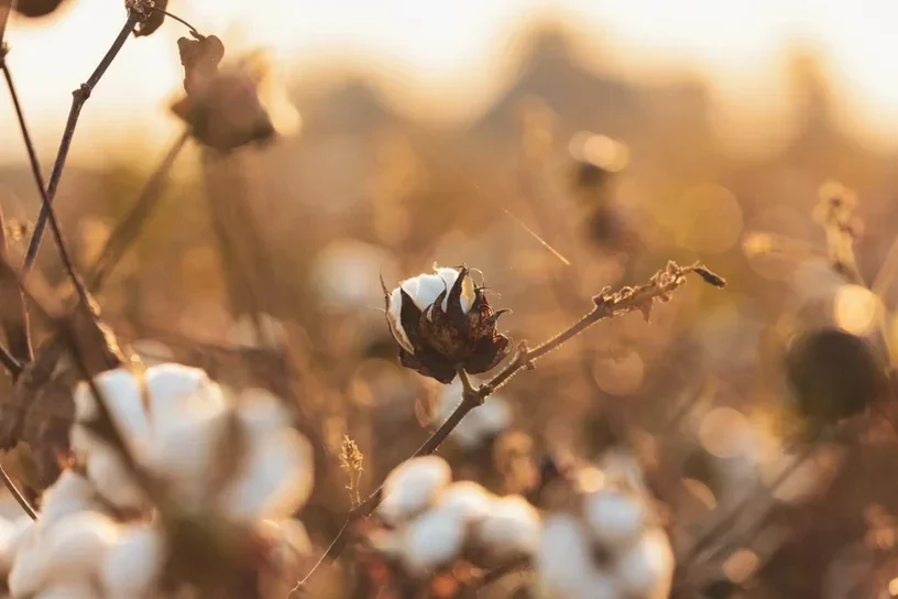 biokatoen is er in meerdere natuurlijke kleuren, deze katoensoort hoeft niet te worden geverfd. natuurlijk gekleurede katoen. Biologisch katoen die niet hoeft te worden geverfd. Gekleurd katoen van de gekleurde katoenplant. mooi katoen en heel bijzonder b