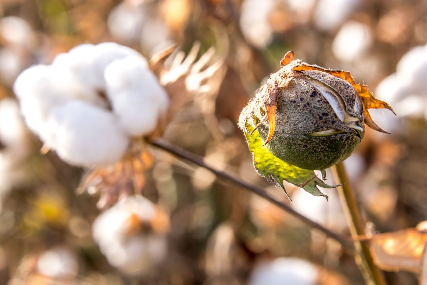 Het GOTS-label is een internationaal label voor biologisch textiel, opgericht in 2002. Het GOTS-label garandeert dat de productie op een milieuvriendelijke en sociaal verantwoorde wijze gebeurt. Verder gelden er kwaliteitsvereisten voor de producten. Het 