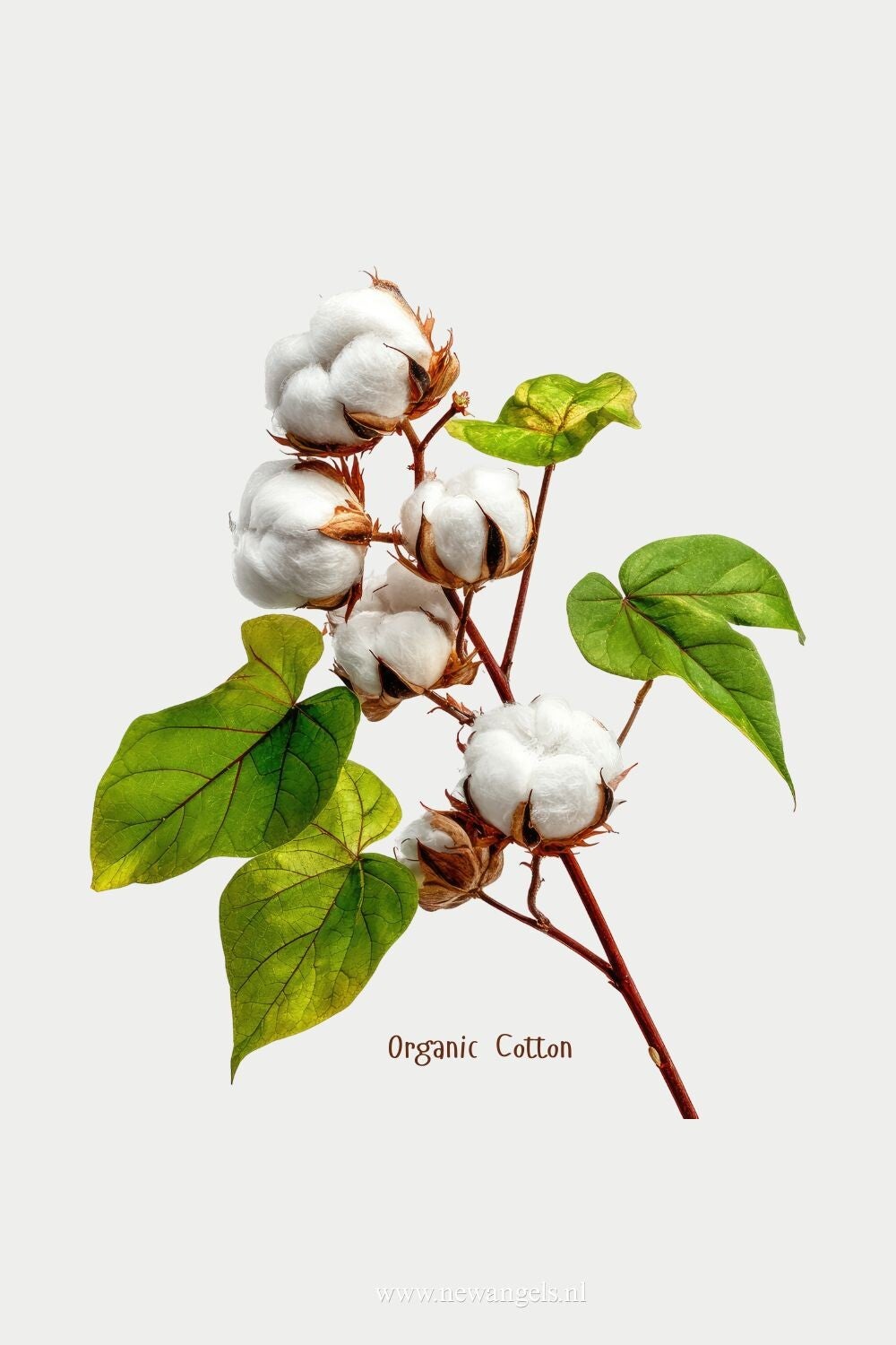 kleding van biologisch katoen. Eigenschappen : Biologische katoen is puur, natuurlijk en meer ademend voor de gevoelige huid. De stof draagt aangenaam zacht en voelt comfortabel op je huid. biokatoen