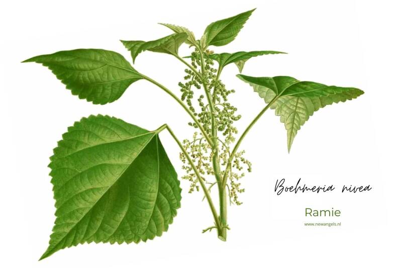 Ramie of ramee is een heerlijke natuurlijke stof. Een linnenachtige stof die onder de cellulosevezels valt, oftwel de natuurlijke plantenvezels. Gemaakt van de bast van de Chinese brandnetel.