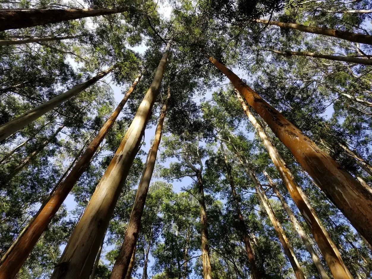 Duurzame kleding dames online, eucalyptus bomen voor kleding. duurzame bossen me eucalyptusbomen voor duurzame stoffen. lyocell en tencel worden gemaakt van hout. duurzame kledingmerken werken met tencel en lyoceel voor hun mode. de ontwerpen  zijn luxe, 