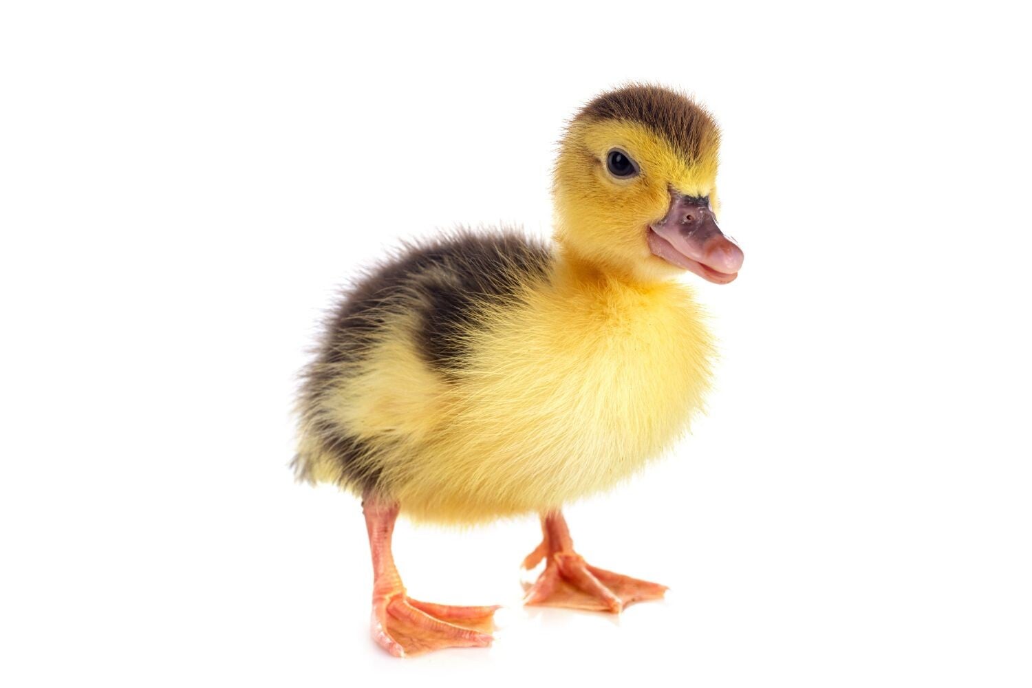 Thermolite™ is nepdons gemaakt van polyestervezels, vegan dons is diervriendelijk. New Angels is een vegan kledingmerk, een vegan fashion modemerk met webshop voor vegan dameskleding en vegan accesoires. diervriendelijk en veganproof. 