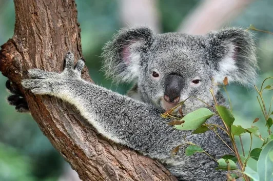 koalas leven van eucalyptus bladeren. en van eucalyptus maken we de duurzame stof lyocell oftewel tencel. New Angels is een duurzaam nederlands kledingmerk dat werkt met de zachte en luxe stof lyocell. de koala komt niets te kort, zij leven in andere euca