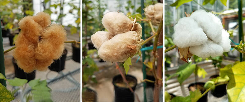 Natuurlijk gekleurd katoen heeft van zichtzelf al  een mooie kleur.  New Angels schreef een blog over bijzondere katoensoorten. Tegenwoordig zijn er ook de kleuren groen, paars, oranje, roze en creme. Het doel is om het gebruik van vervuilende verfstoffen