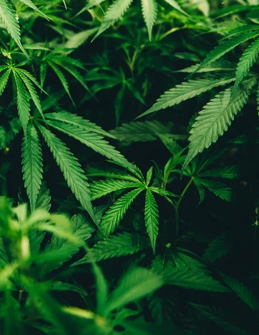 Hennep stof, hennep materiaal, hennep planten, hennep toepassingen, vezelhennep roken, hennep, wiet, vezelhennep zaaien, wat is hennep, industriële hennep, Hennepvezel, Hennep olie, Hennep kleding, hennep kleding heren, hennep kleding dames hennep kleding