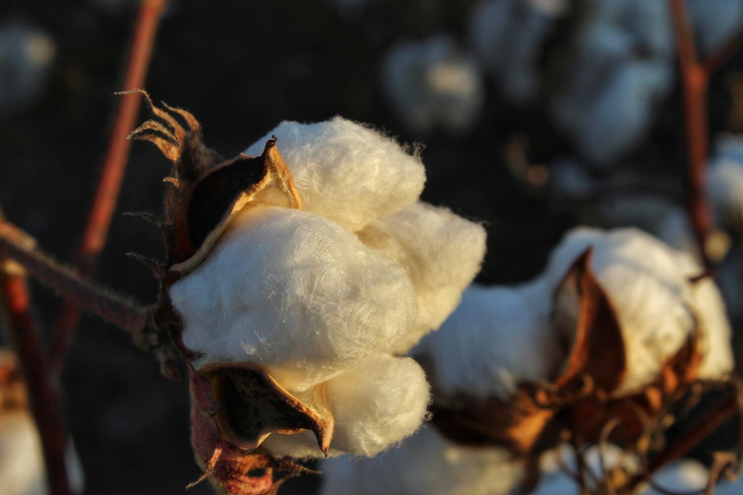 New Angels blog over bijzonder katoen soorten en natuurlijk gekleurd katoen. Welke katoen is het beste? Wat is de zachtste katoen? Wat is het verschil tussen katoen en katoen satijn? Wat is Percale katoen? Duurzaam katoen en sustainable cotton. organic co