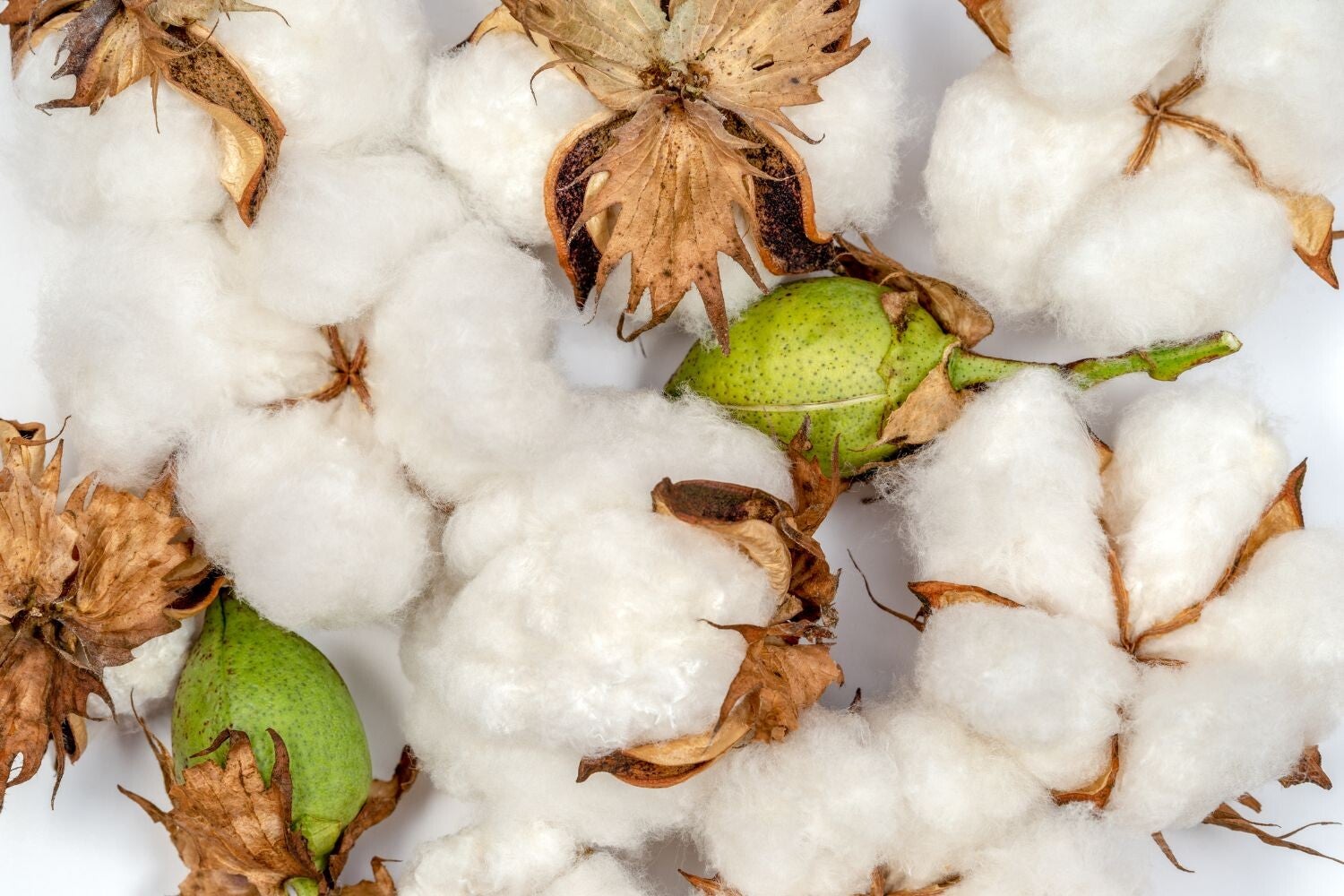 Bloeicyclus van de katoenbloem. Wat heb je nodig om katoen te kweken? Hoe groeit de katoenplant? Waar vind je de katoenplant? Hoe lang blijven Katoentakken goed? Wat heb je nodig om katoen te kweken? Hoe groeit de katoenplant? Waar vind je de katoenplant?