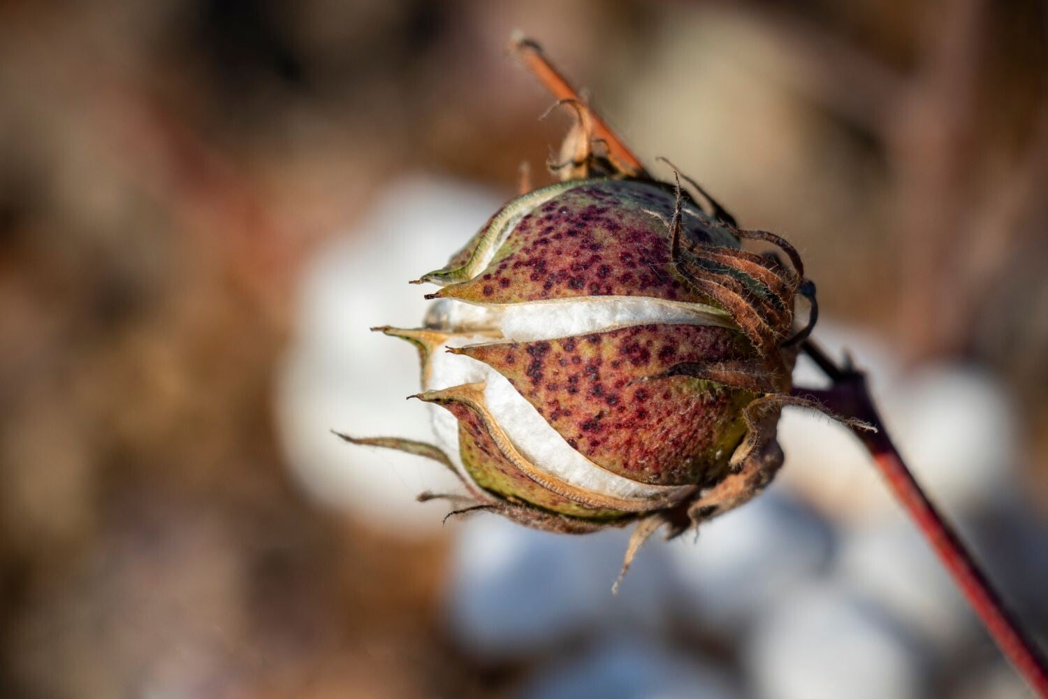 Naast verbeterd katoen (biologisch of natuurlijk gekleurd) is katoen ook goed recyclebaar. Hierbij maak je van gerecycled katoen weer een garen dat dezelfde eigenschappen heeft als nieuw katoen.Biologisch katoenen dames kleding, gemaakt van bio katoen. Le