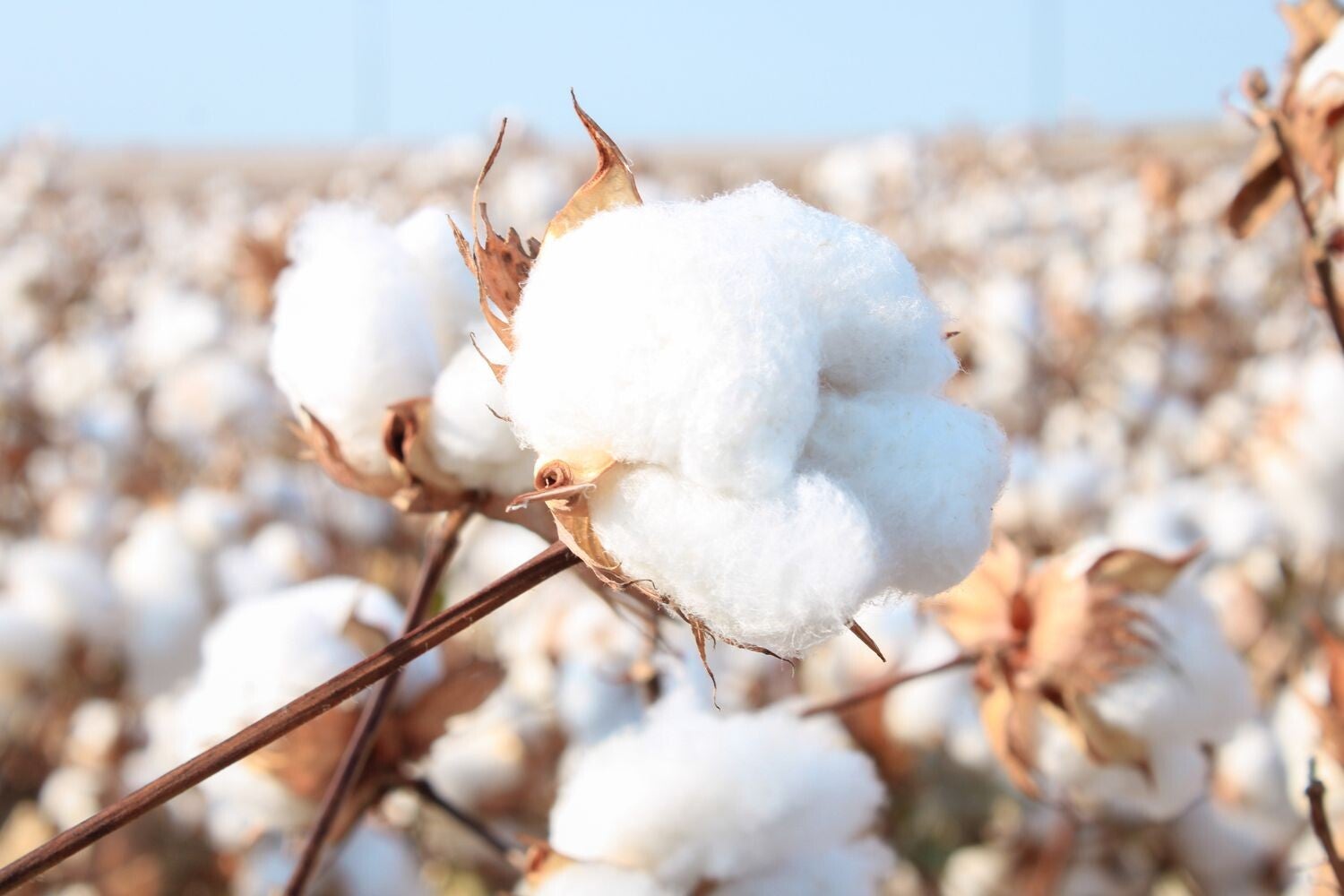 Biologisch katoen, biokatoen. katoen bollen. katoen kleding. Wat is het verschil tussen katoen en biologische katoen? Is 100% katoen net zo goed als biologisch katoen? Is biologisch katoen goed? Wat is biologische katoenvezel?