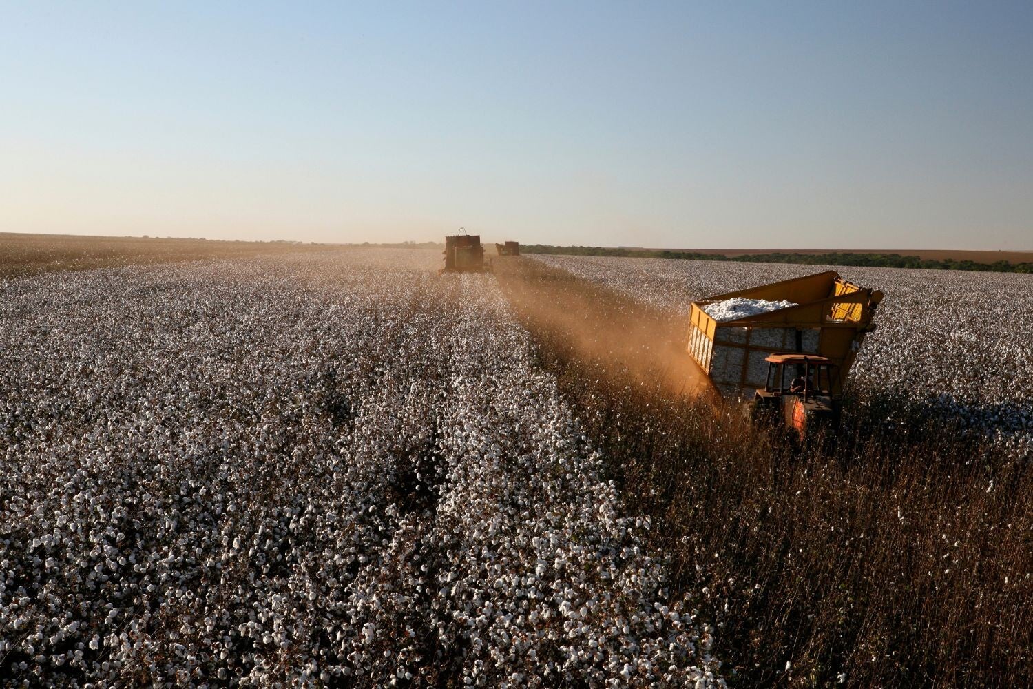 Biologisch katoen. katoen landbouw. Wat zijn de voordelen van biologische landbouw? Wat zijn de voordelen van biologische producten? Waarom is biologische landbouw beter voor het milieu? Waarom is biologische landbouw efficiënter?