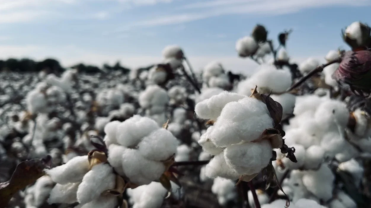 duurzame kleding online, wat is duurzame kleding, betaalbare duurzame kleding, duurzame kleding heren, duurzame kleding kind, duurzame kleding, duurzame kleding winkels, duurzame kleding amsterdam, eco kleding, eco kleding dames, eco kleding online. Katoe