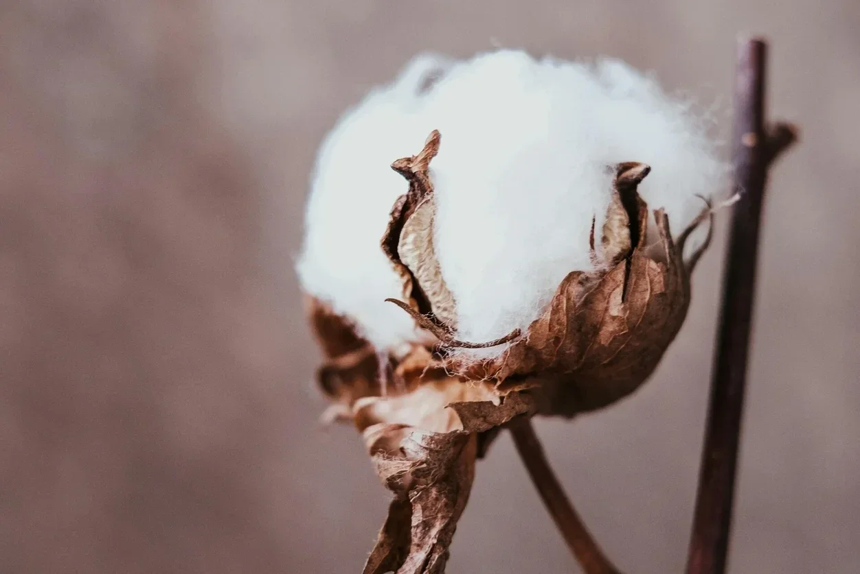 New Angels duurzame kleding blog. biologisch katoen. Wat voor kleding is katoen? Wat valt er onder katoen? Is 100% katoen goed? Waar bestaat katoen uit? Is katoen zweterig? Is kleding van 100% katoen goed voor je?