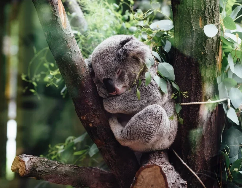 Denk je aan een koala, dan denk je automatisch aan de eucalyptusboom. De schattige koala en de eucalyptus hebben een bijzondere relatie. 