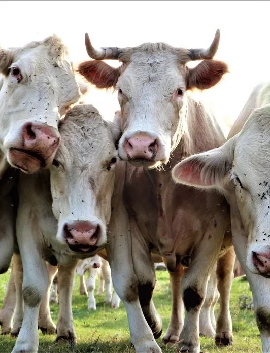 Leerloos leer ne leedloos leer bestaat niet helaas. soms worden dieren speciaal gefokt voor hun huid. Leer is ook mensonvriendelijk door alle chemicaiel die nodig zijn. Leer is moord. Vegan leer is de toekomst. vegan leer is diervriendlijke, vooral de pla