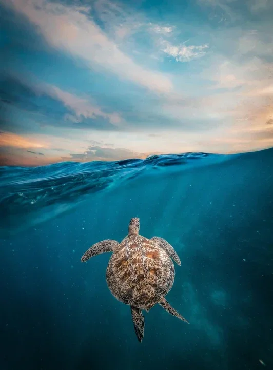 Ne Angels en schone oceanen. De mooie duurzame kleding van New Angels is natuurlijk en plasticvrij, dus geen microplastics in je  waswater. Veilig wassen en dragen.