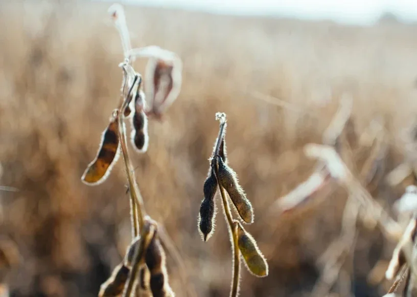 textiel gemaakt van soja. Is soja gezond of ongezond? Wat valt onder soja producten? Waar wordt soja voor gebruikt? Is soja plantaardig? Op veel producten kom je soja tegen als ingrediënt zoals soja-lecithine, soja-olie en soja-eiwitten. 85% van de soja w