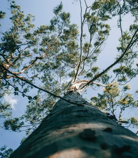 Duurzame kleding merken, New Angels duurzaam kledingmerk, tencel en lyocell zijn hetzelfde, wat is het verschil tussen tencel en lyocell. kleding gemaakt van bomen, duurzame kleding gemaakt van cellulose en bomen. New Angels is een duurzaam kledingmerk. v