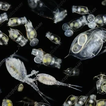 Geen microplastics voor modemerk New Angels uit Nederland. New Angels werkt niet mee aan de plasticsoep. Duurzame kleding van natuurlijke materialen. Duurzame mode, duurzame kleding, sustainable fashion