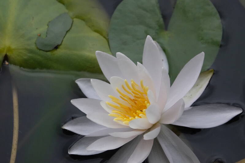 Waterlelie in het Lac Leman