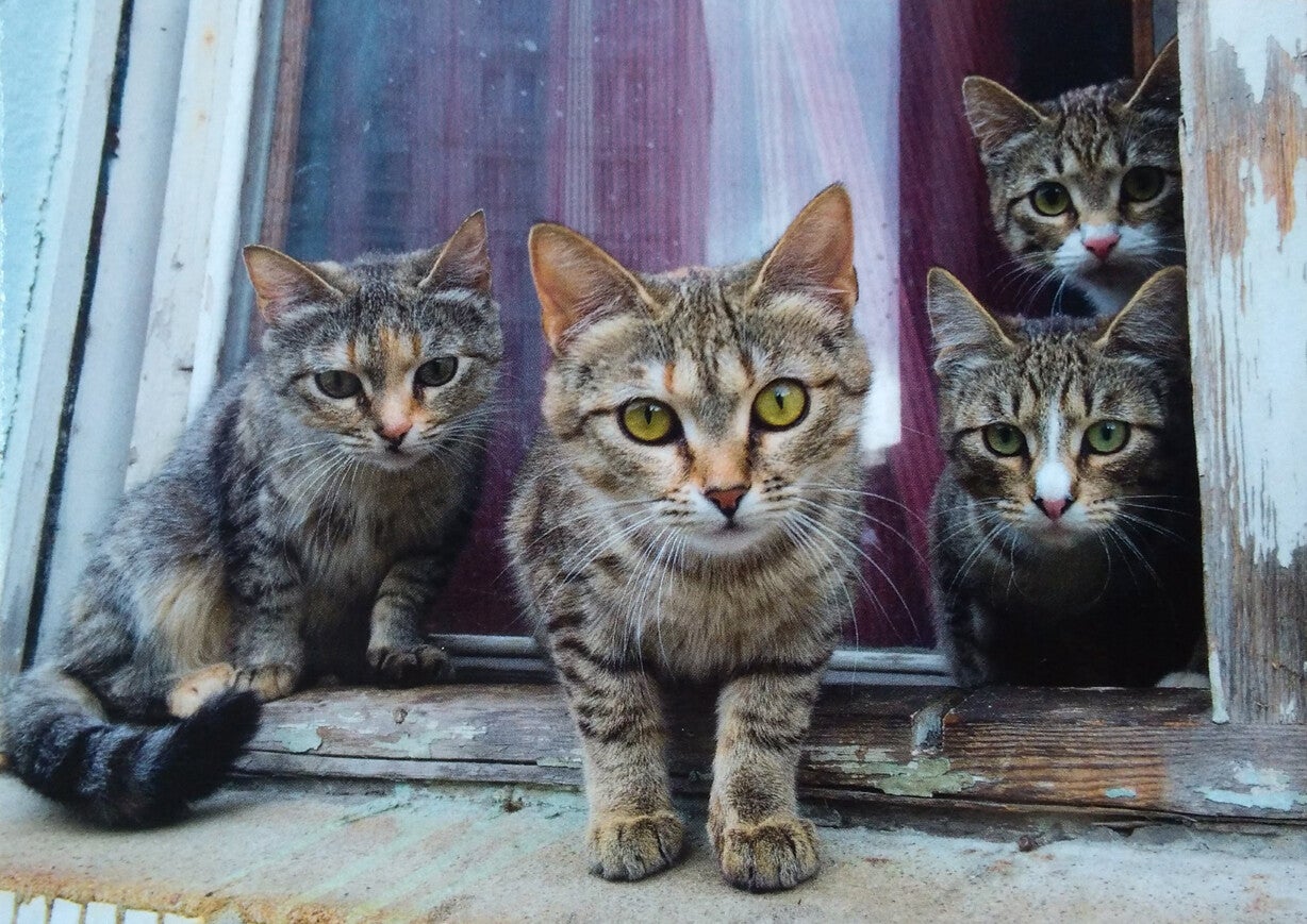 Ansichtkaart 'Katten gang'