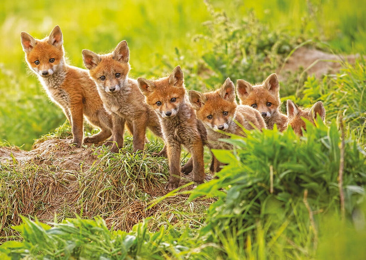 Ansichtkaart 'De jonge vossen club'