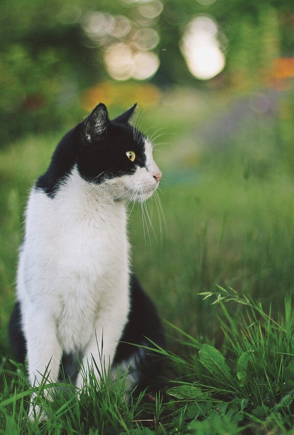 Ansichtkaart 'In het groen'