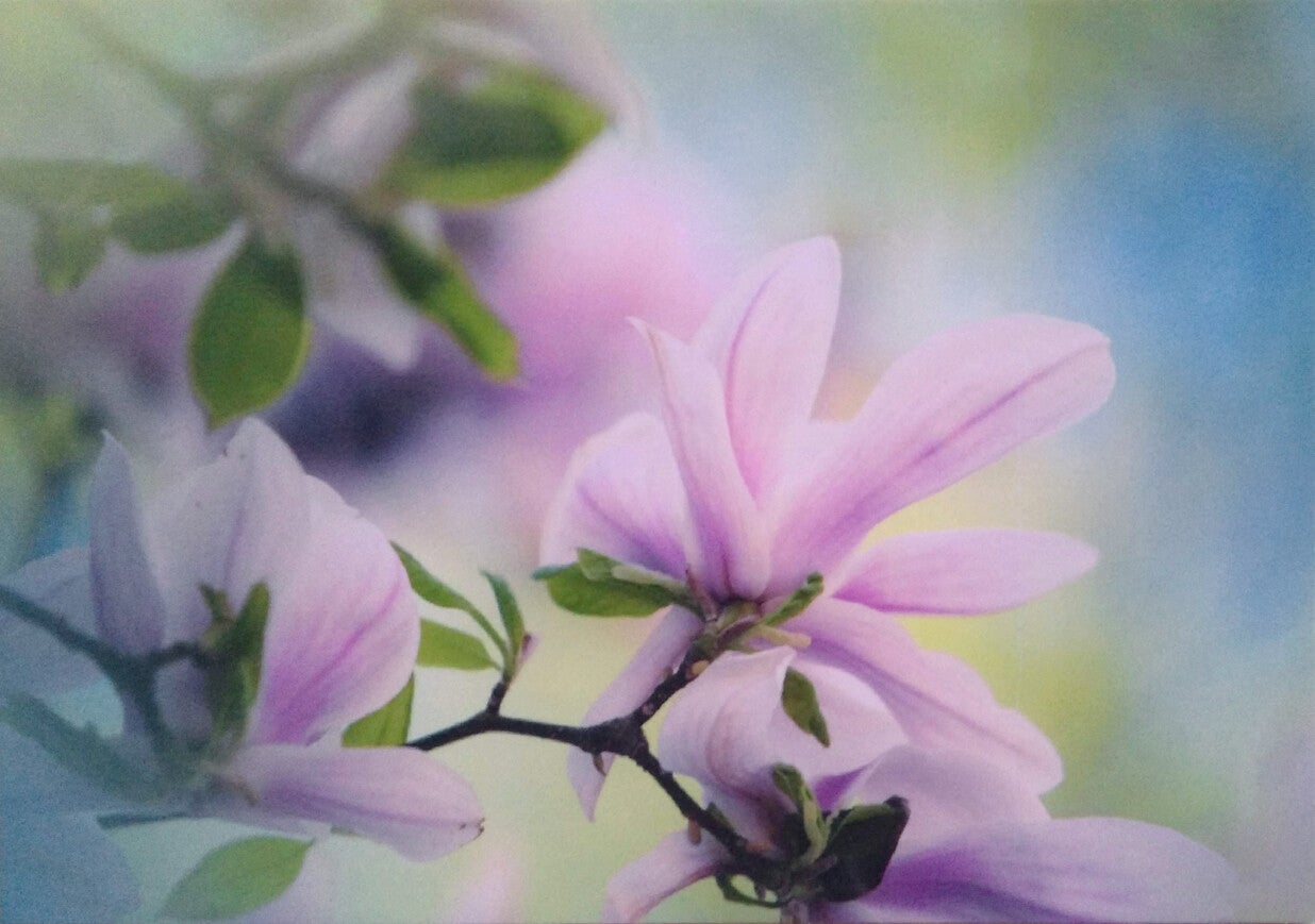 Ansichtkaart 'Roze Magnolia'