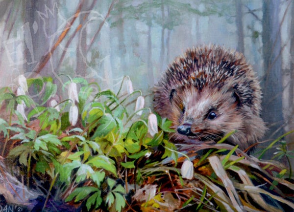 Ansichtkaart 'Egel in het voorjaarsbos'