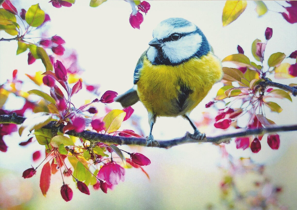 Ansichtkaart 'Pimpelmees op bloesemtak'