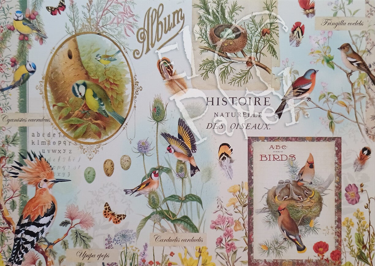 GT Ansichtkaart 'Album - Historische Vogels'
