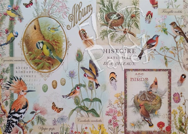 GT Ansichtkaart 'Album - Historische Vogels'