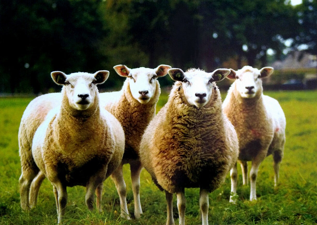 Ansichtkaart 'Vier witte schaapjes'