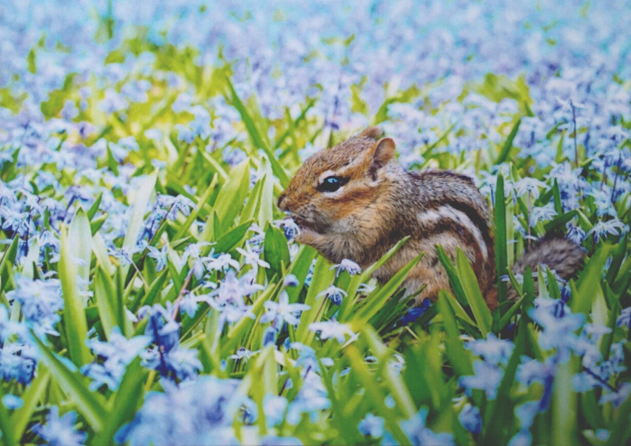 Ansichtkaart 'Zebra grasmuis'