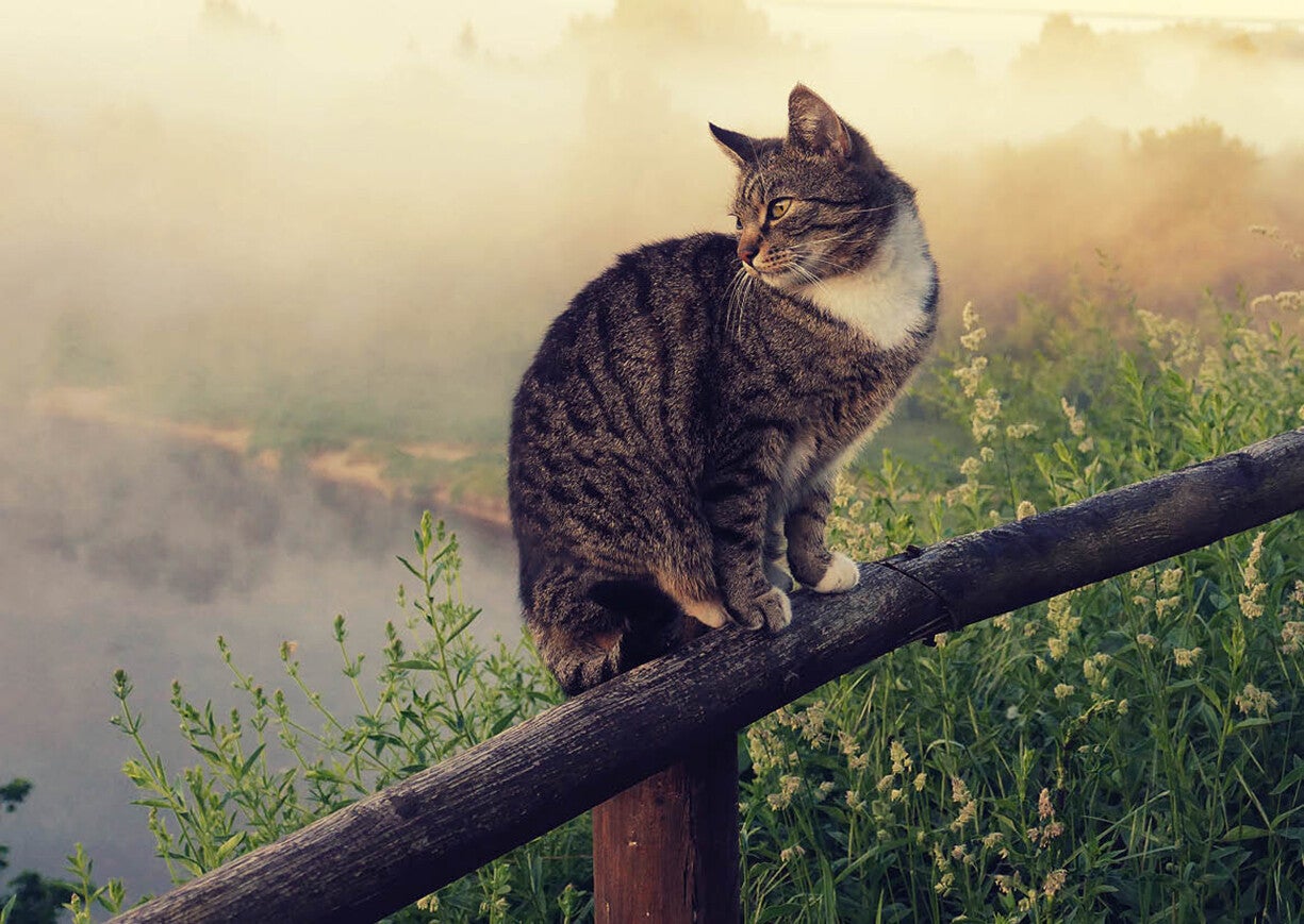 Ansichtkaart 'Kat met uitzicht'