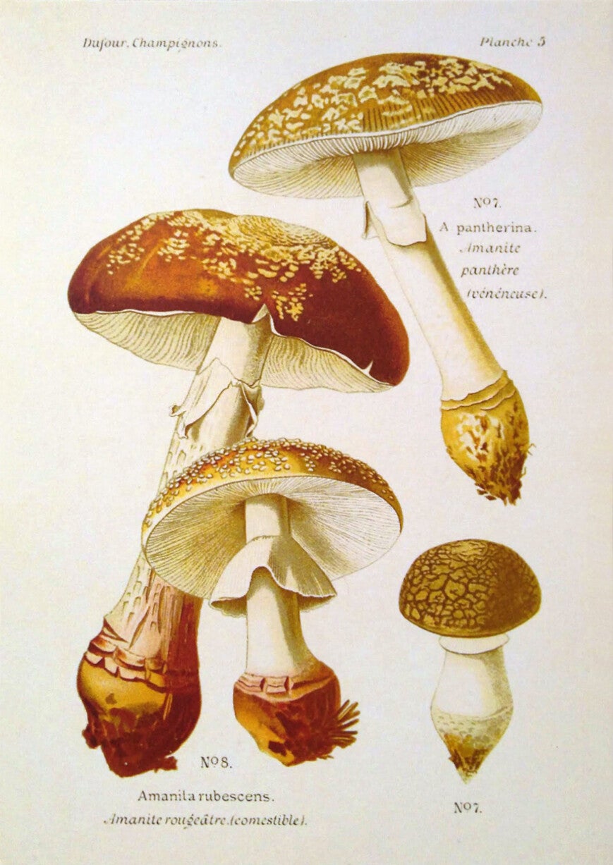 Ansichtkaart 'Champignons (plantkunde, plaat 3)'