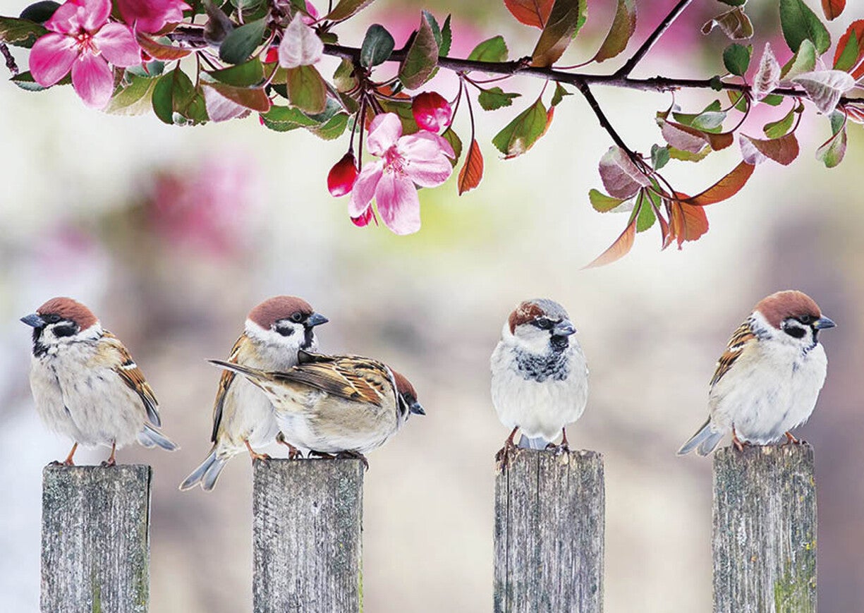 Ansichtkaart 'Vrolijk voorjaarsgezang op het hek'