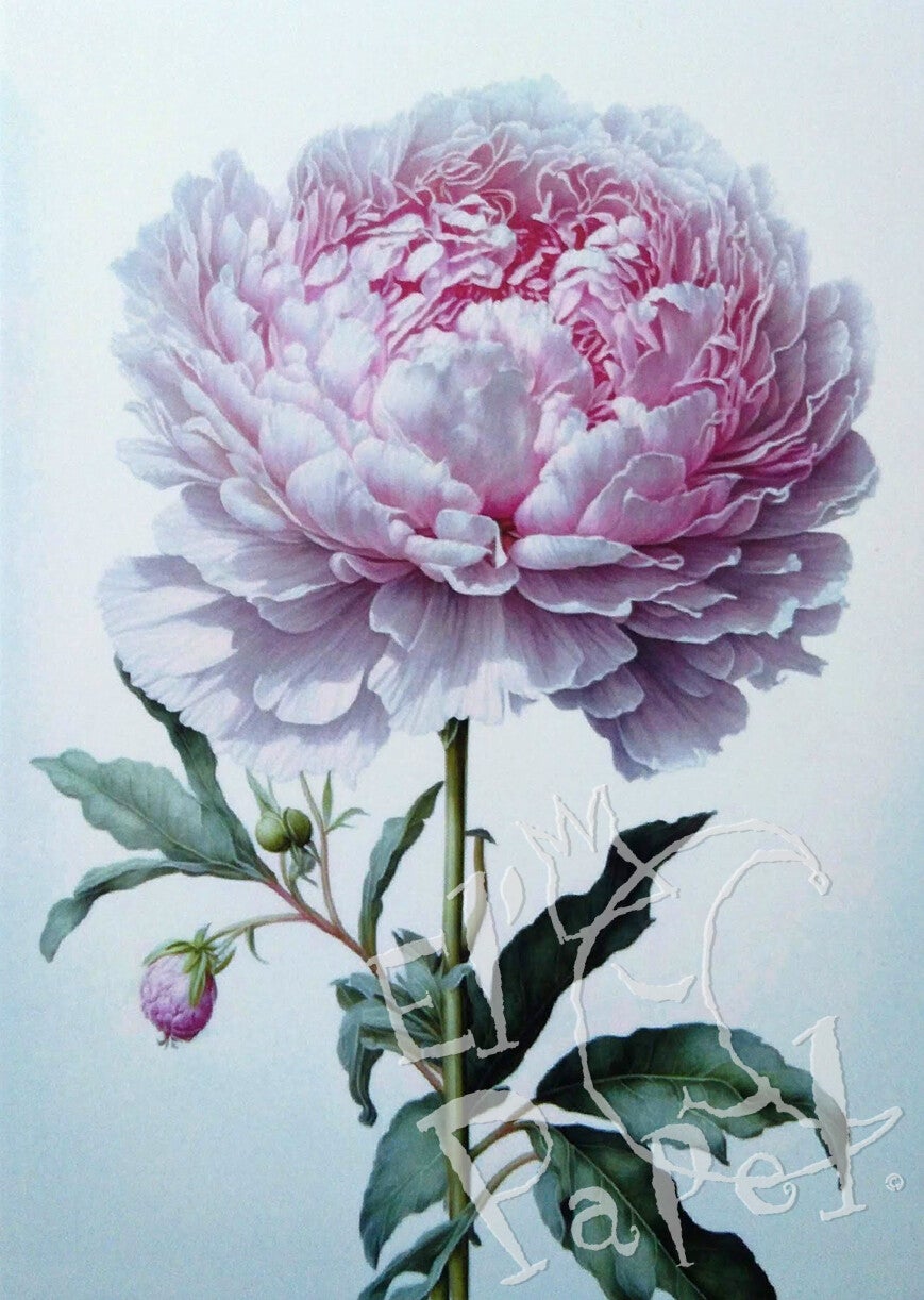 Ansichtkaart 'De pioenroos'