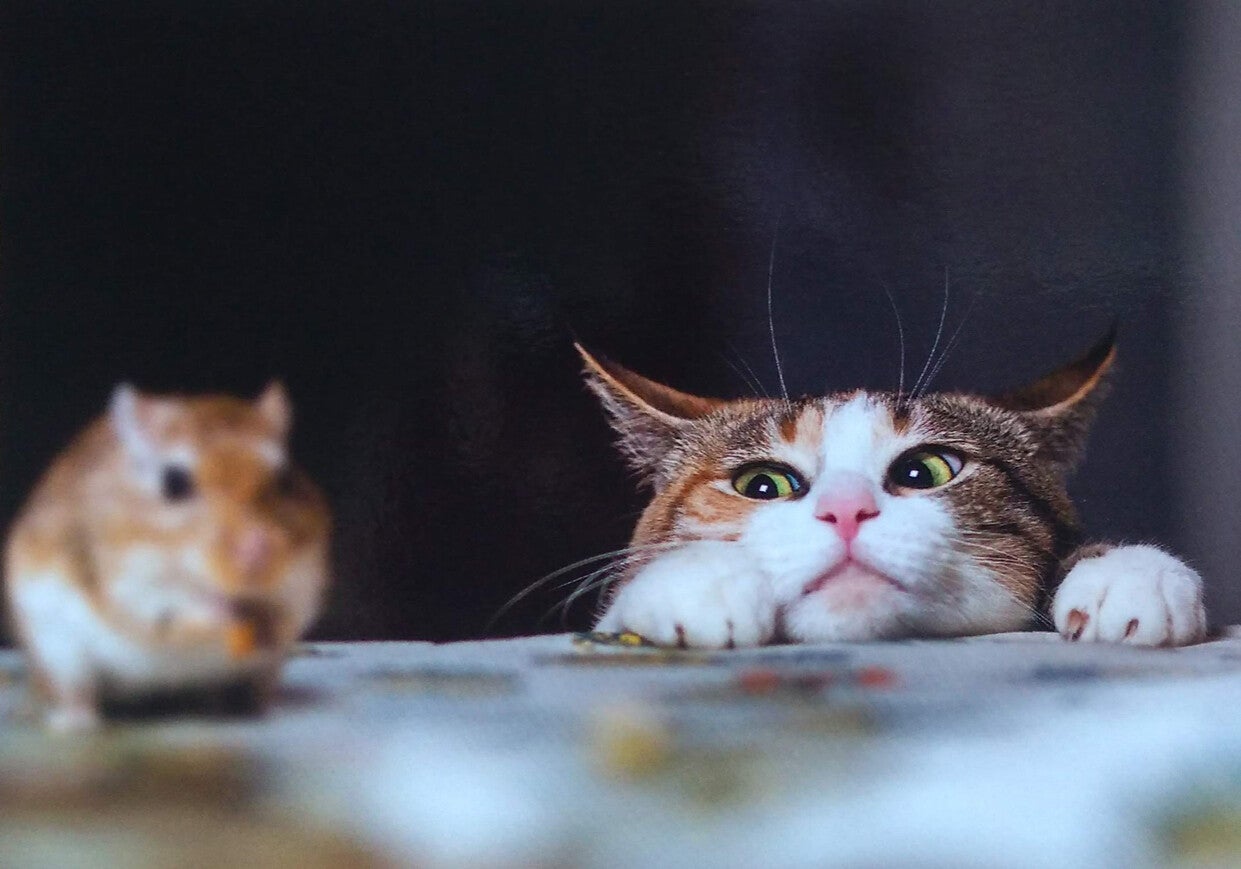 Ansichtkaart 'Kat & muis'