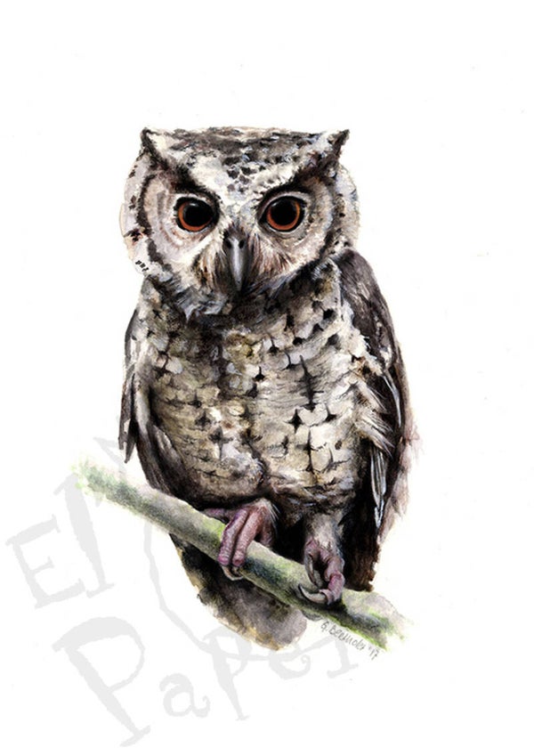 Grote wenskaart 'Dwergooruil' (met envelop)