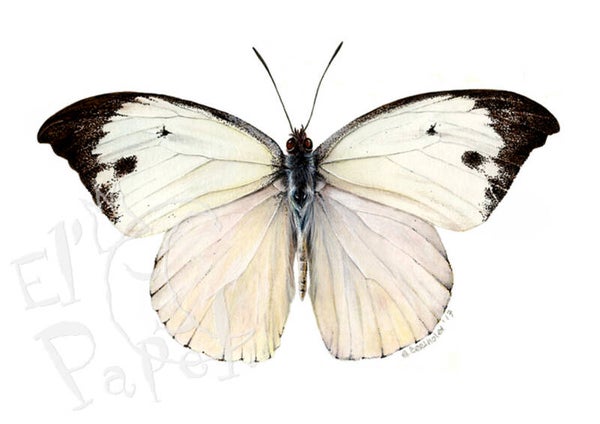 Grote wenskaart 'Klein geaderd witje'