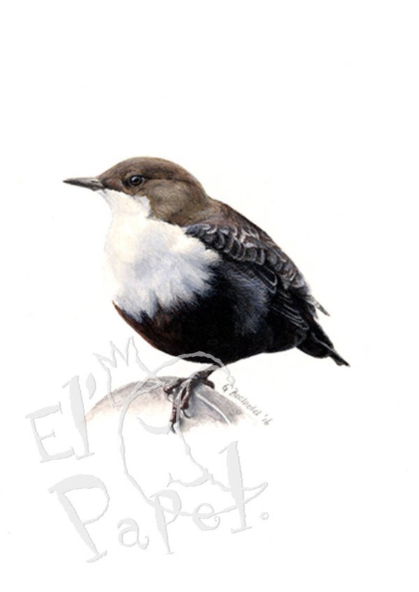 Grote wenskaart 'Waterspreeuw' (met envelop)