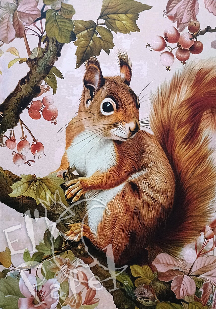 GT Ansichtkaart 'Eekhoorn'