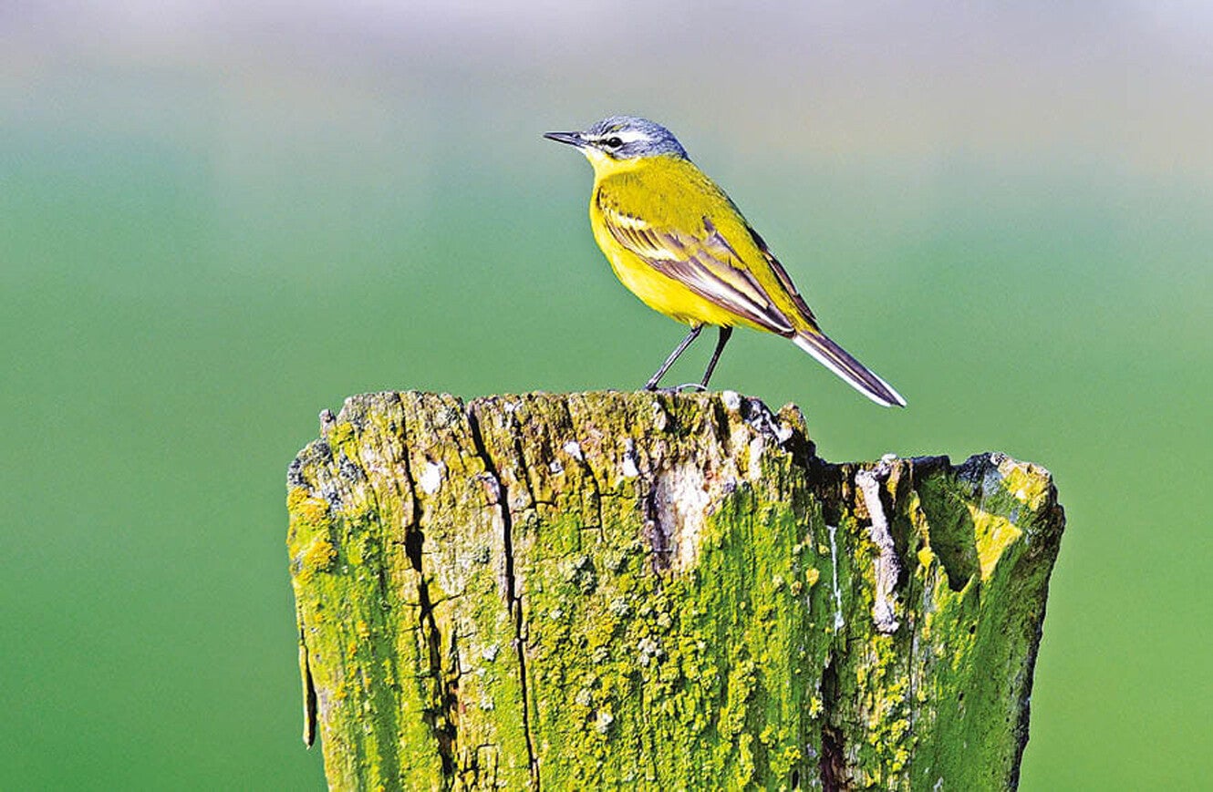 Ansichtkaart 'Gele kwikstaart'