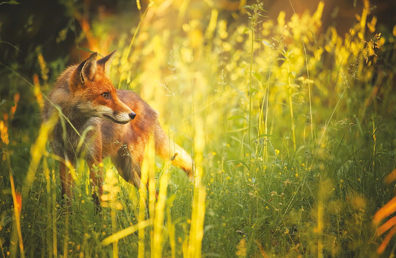 Ansichtkaart 'Vosje in het hoge gras'