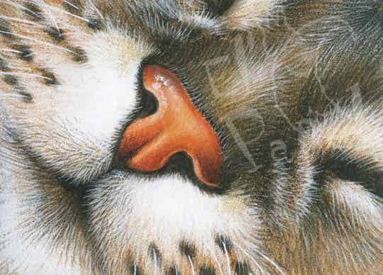 Ansichtkaart 'Schattig neusje'